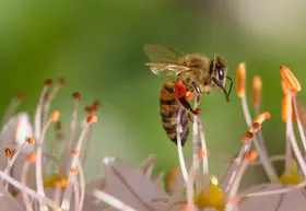 hofmanns-bienen-honigs Webseite! - Alles über unsere Imkerei